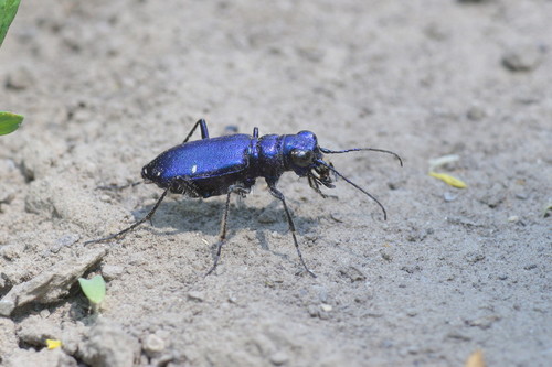 Six-spotted Tiger Beetle
