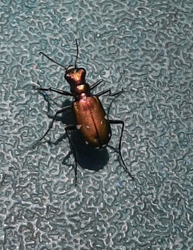 Six-spotted Tiger Beetle