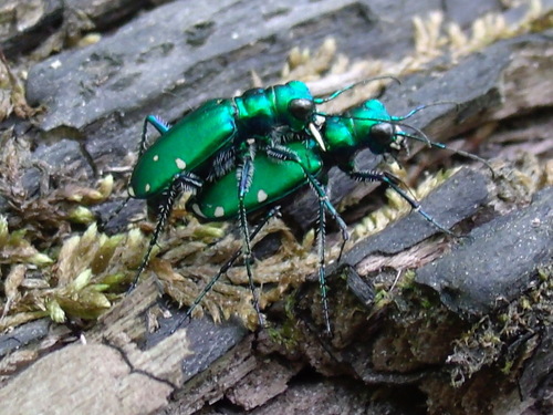 Six-spotted Tiger Beetle