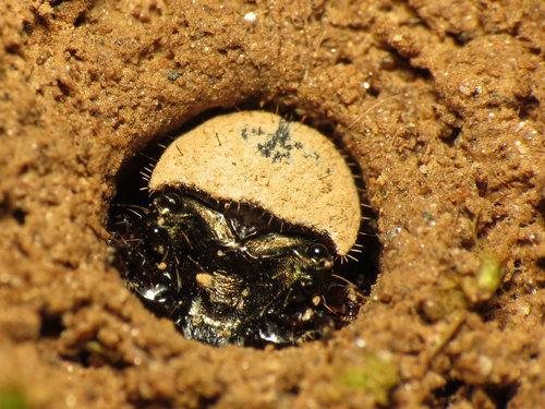 Six-spotted Tiger Beetle