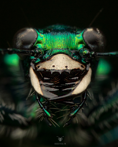 Six-spotted Tiger Beetle