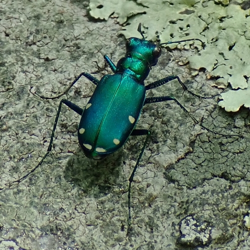 Six-spotted Tiger Beetle