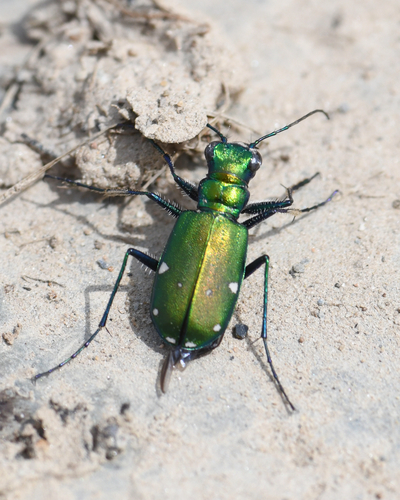 Six-spotted Tiger Beetle