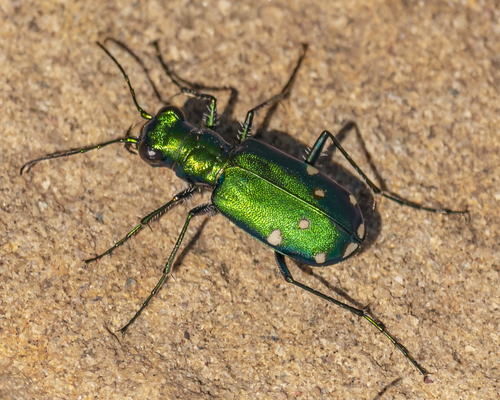 Six-spotted Tiger Beetle