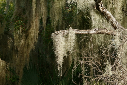Spanish moss