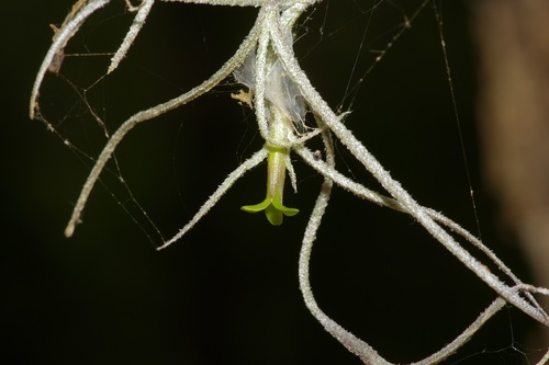 Spanish moss