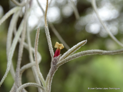 Spanish moss