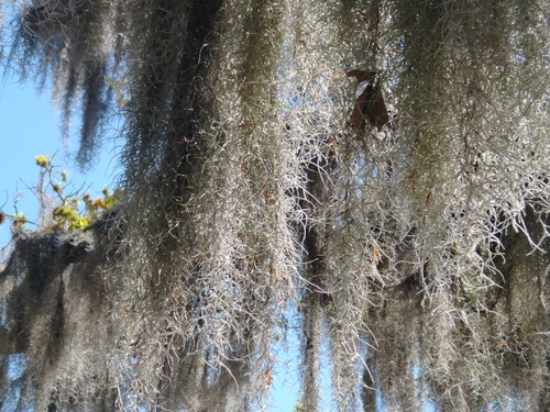 Spanish moss