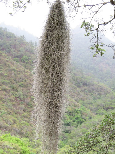 Spanish moss