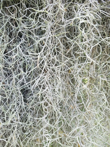 Spanish moss