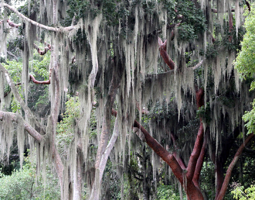 Spanish moss