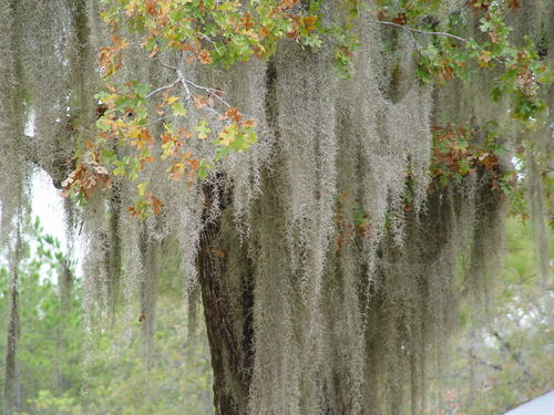 Spanish moss