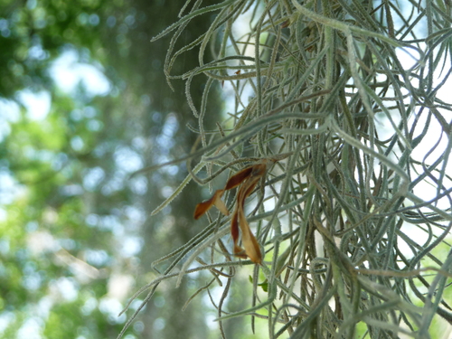 Spanish moss