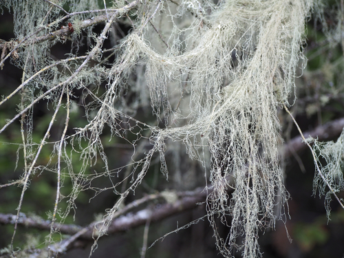 lace lichen