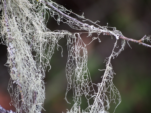 lace lichen