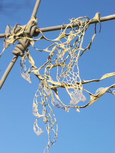 lace lichen
