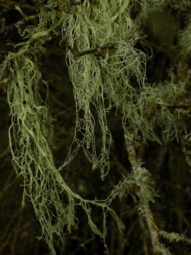 lace lichen