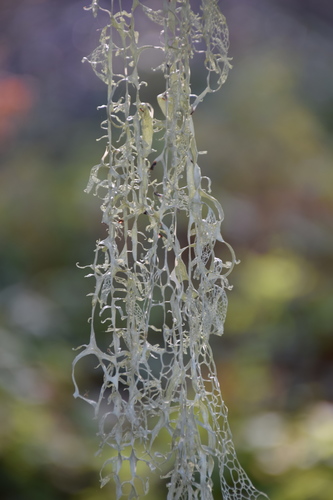 lace lichen
