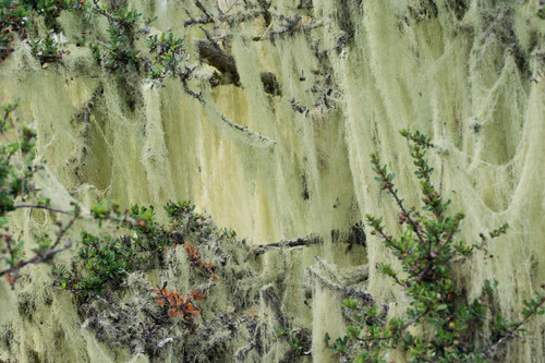lace lichen