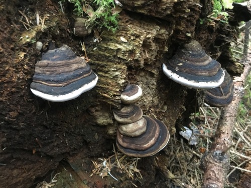 Ochre-banded Conk