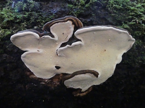 Ochre-banded Conk