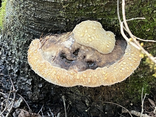 Ochre-banded Conk