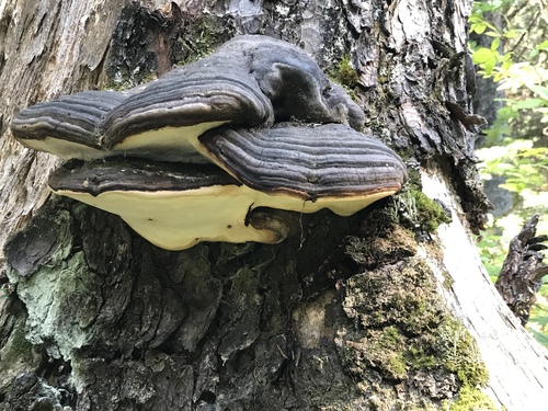 Ochre-banded Conk