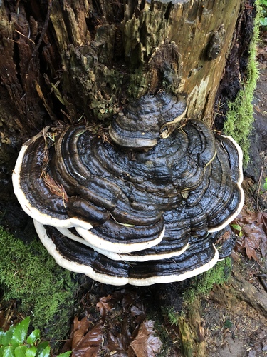Ochre-banded Conk