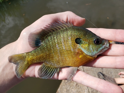 Bluegill