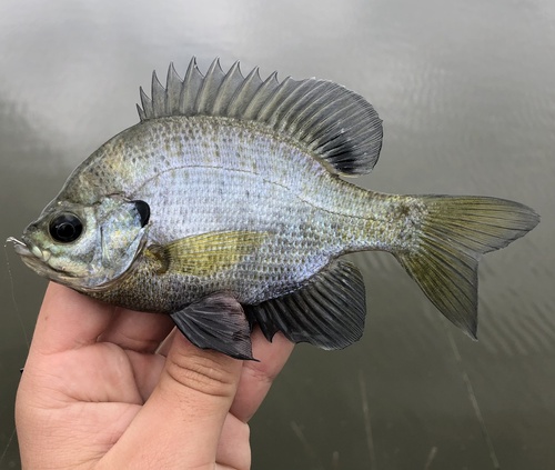 Bluegill