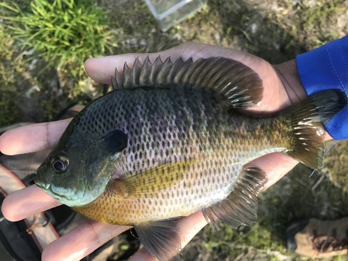 Bluegill