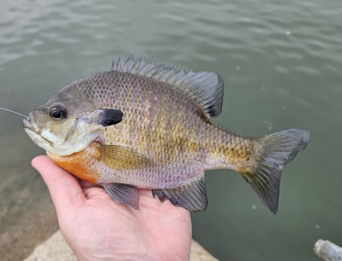 Bluegill