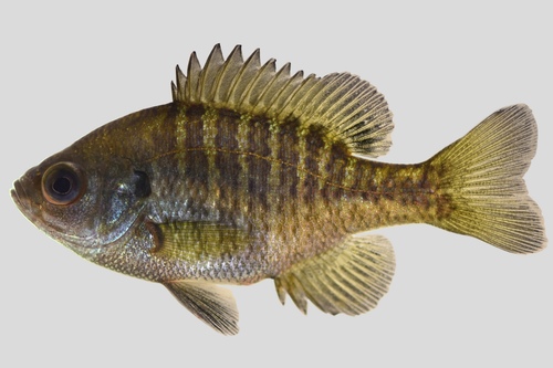 Bluegill