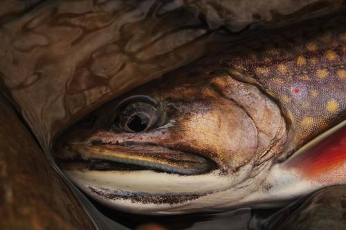 Brook Trout