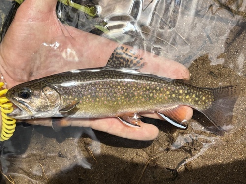 Brook Trout
