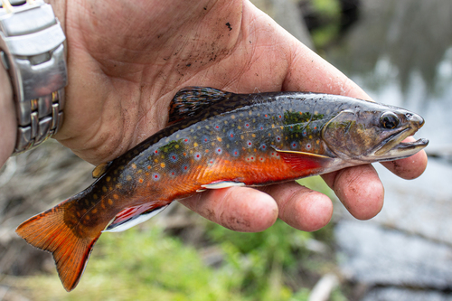 Brook Trout