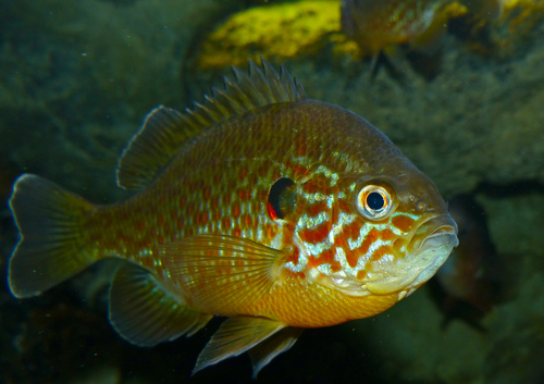 Pumpkinseed
