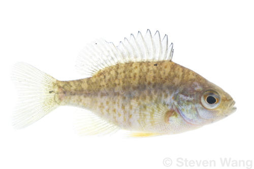 Pumpkinseed
