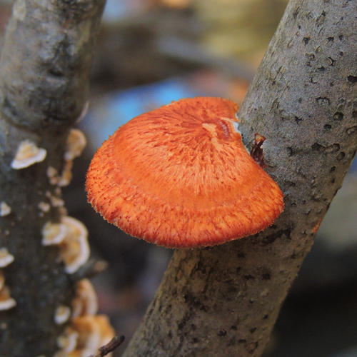 hexagonal-pored polypore
