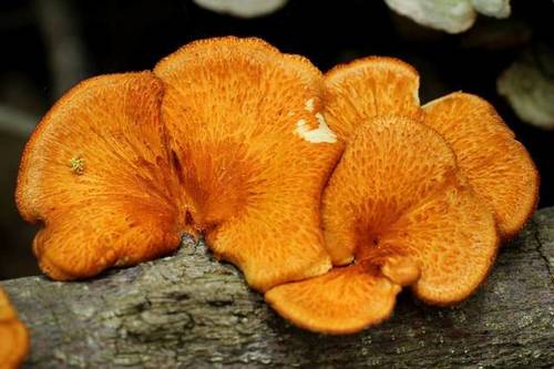 hexagonal-pored polypore