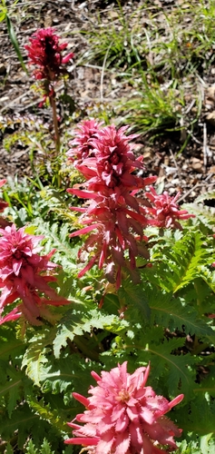 Warrior's Plume