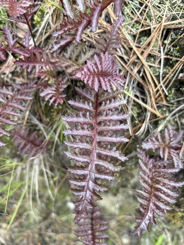 Warrior's Plume