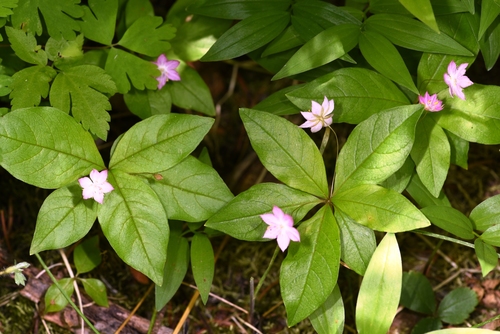 Western Starflower