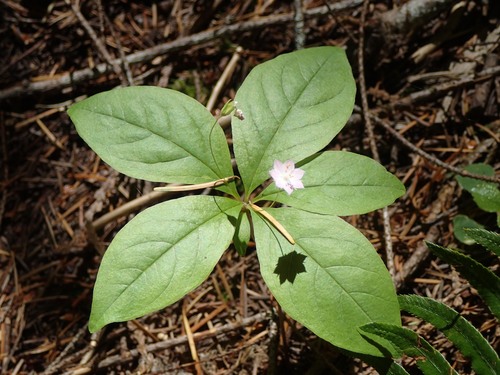 Western Starflower