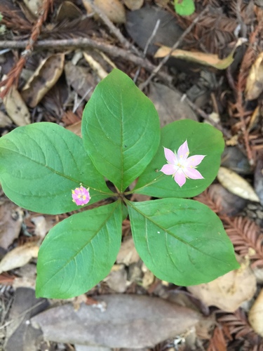 Western Starflower