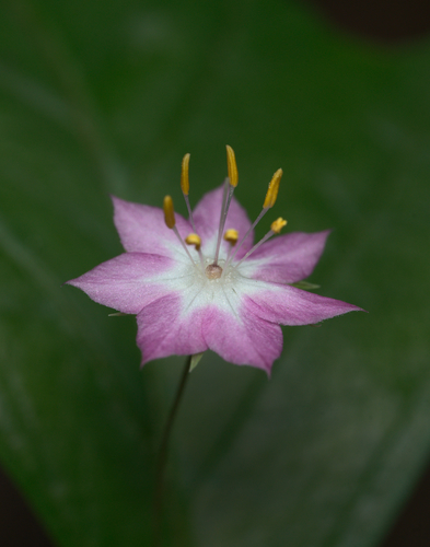 Western Starflower