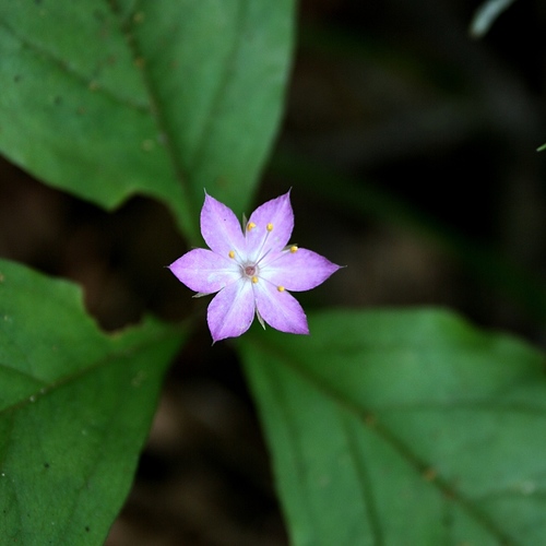 Western Starflower