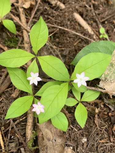 Western Starflower