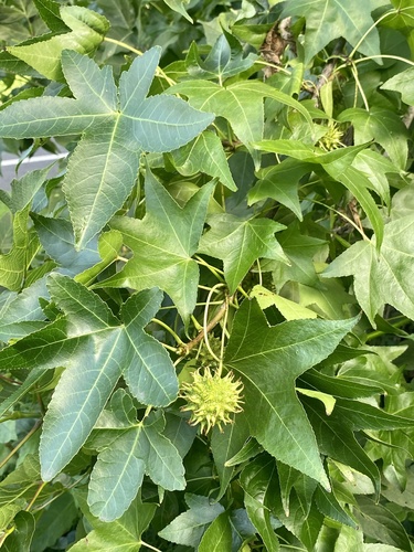 American sweetgum