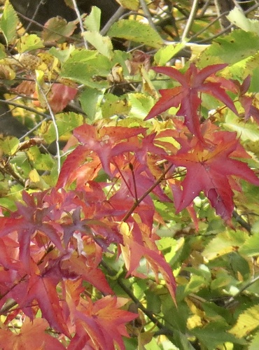 American sweetgum